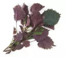 1506066674395060.png 寻根究源·探索益德成鼻烟的“秘密”536.png