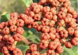 1506066687131976.png 寻根究源·探索益德成鼻烟的“秘密”679.png