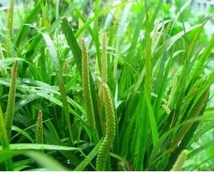 1506066704192847.png 寻根究源·探索益德成鼻烟的“秘密”817.png