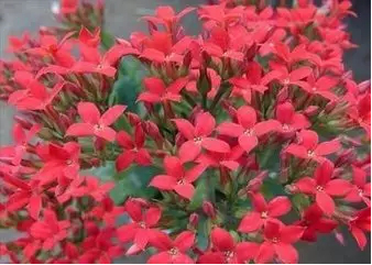 1506066749650632.png 寻根究源·探索益德成鼻烟的“秘密”1006.png