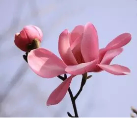 1506066793422821.png 寻根究源·探索益德成鼻烟的“秘密”1121.png