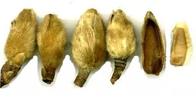 1506066801908724.png 寻根究源·探索益德成鼻烟的“秘密”1184.png