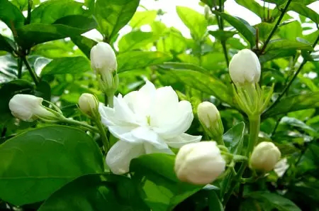 25 匠心天津益德成鼻烟：“闻”尽三百年风雅岁月1245.png